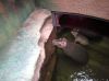 Hipopotamy w Afrykarium.